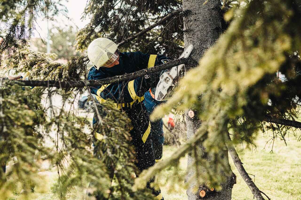 Best Arborist Services Near Me  in White City, FL